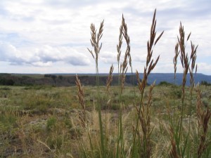 Grand Mesa